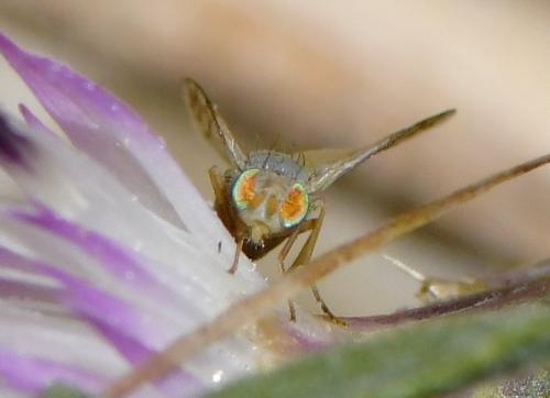 Réf. 239 839 : Acanthiophilus helianthi